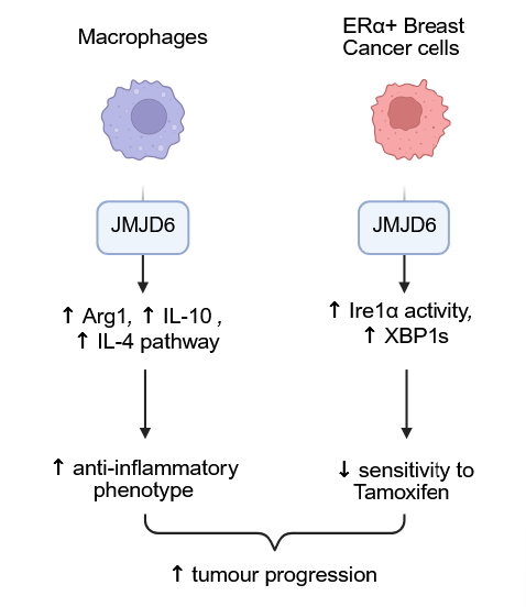 Role of JMJD6 in the regulation of tumour-intrinsic and microenvironment related features of hormone positive breast cancer