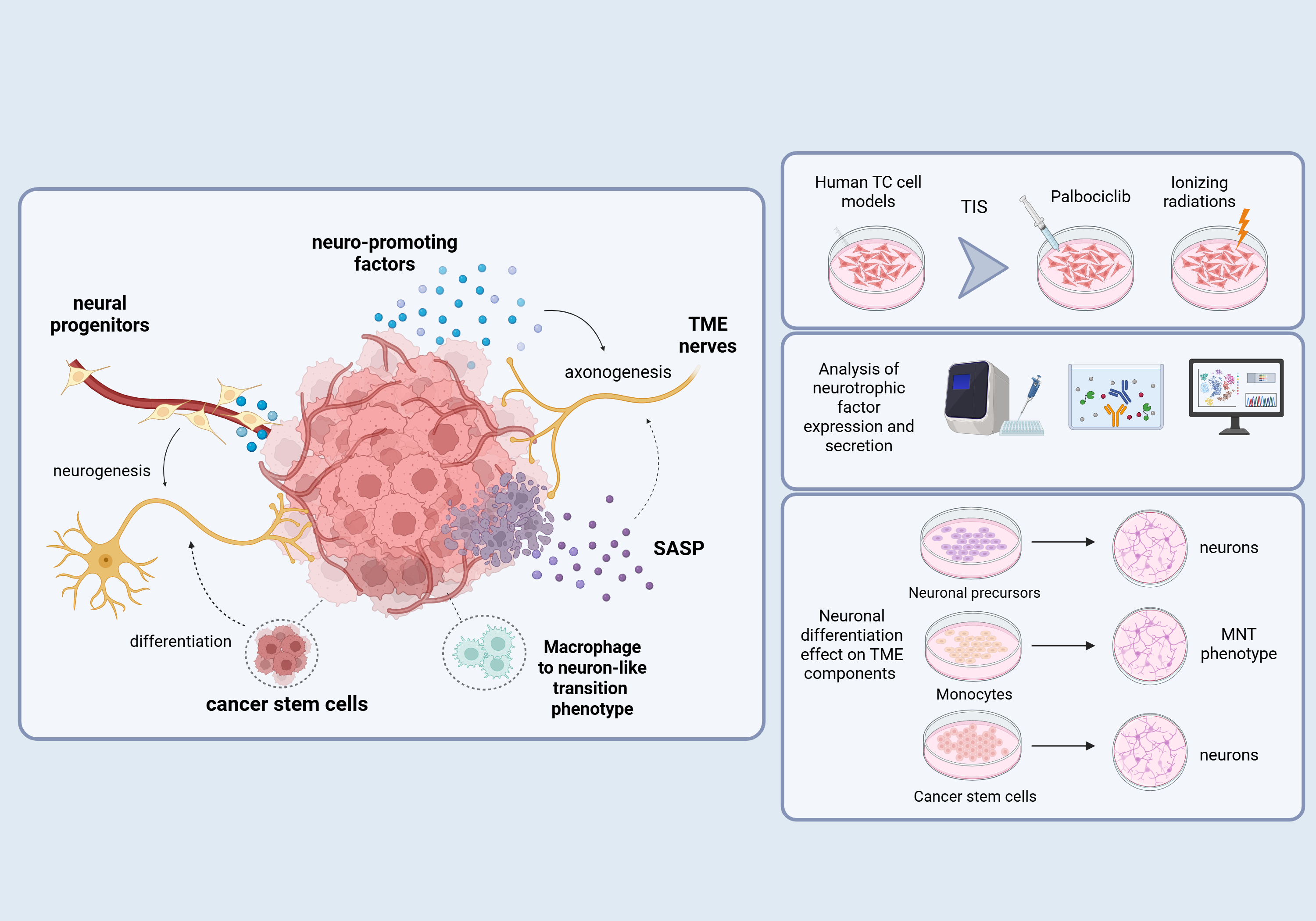 Role of innervation in thyroid cancer and modulation by therapy-induced senescence
