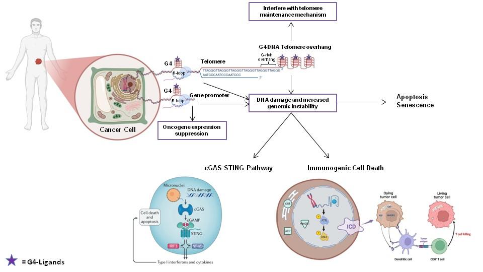 Harnessing the Biological effects of G-quadruplex-interacting Small Molecules for Therapeutic Purposes in Mesenchymal Tumors