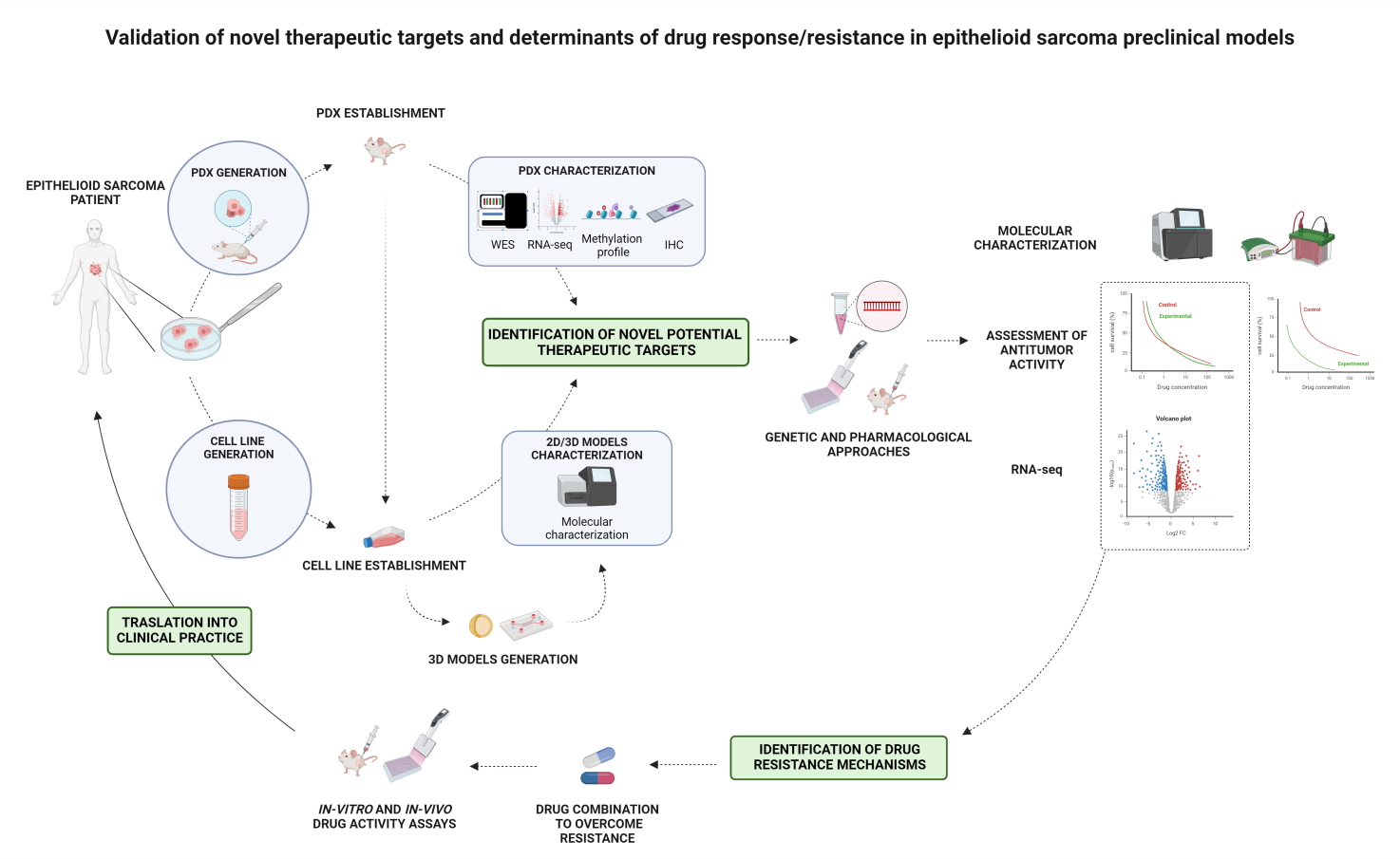 Validation of novel therapeutic targets and determinants of drug response/resistance in epithelioid sarcoma preclinical models