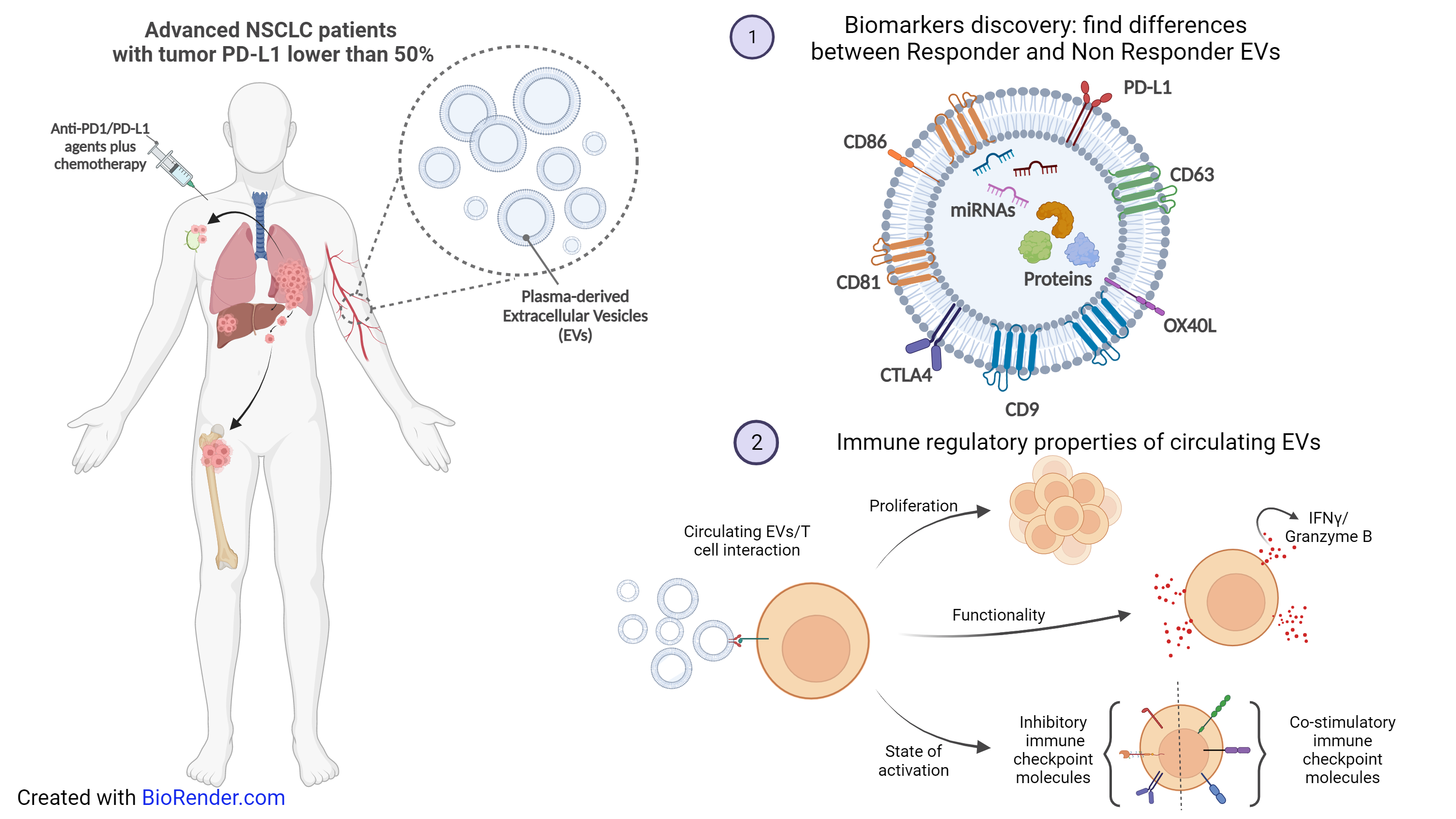 Immunoregulatory role of Extracellular Vesicles in advanced Non Small Cell Lung Cancer